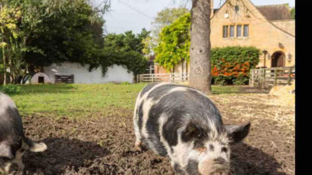 Piglet Cottage Pebworth Zewnętrze zdjęcie